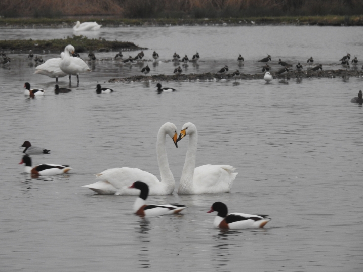 Pair of whooper swans in a courtship display